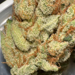 orange-creampop-fem-humboldt-seed-company.jpg