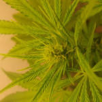 cookies-auto-girl-scout-cookies-auto-fem-fastbuds.jpg