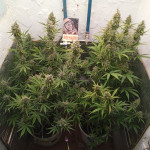 girl-scout-cookies-auto-fem-original-sensible-seeds.jpg