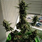 blow-mind-auto-sweet-seeds.jpg