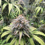 lemon-cherry-gelato-fem-barneys-farm.jpg