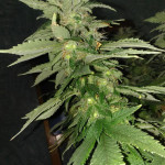 grandmommy-purple-fem-herbies-seeds.jpg