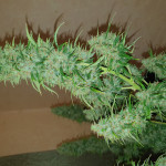zkittlez-auto-fem-cali-buds-seeds.jpg