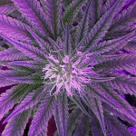 big-bazooka-fem-anesia-seeds.jpg