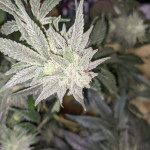 gorilla-glue-4-fem-blimburn-seeds.jpg