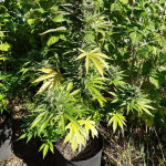 white-widow-original-auto-fem-sumo-seeds.jpg