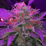 gorilla-glue-4-fem-anesia-seeds.jpg