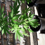 original-amnesia-autoflowering-dinafem-seeds.jpg