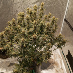 apple-betty-auto-fem-herbies-seeds.jpg