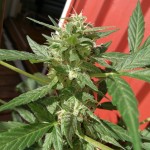haze-autoflowering-dinafem-seeds.jpg
