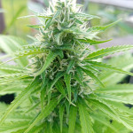 wedding-crasher-auto-fem-7ch-seeds--advanced-seeds.jpg