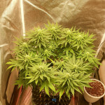 ak-47-fem-serious-seeds.jpg