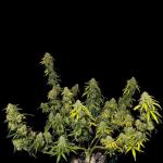 critical-kush-auto-critical-rapido-auto-fem-barneys-farm.jpg