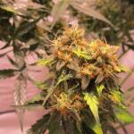 pineapple-express-auto-fem-barneys-farm.jpg