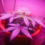whiskey-zulu-auto-fem-7ch-american.jpg