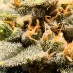 acid-rain-autoflower-lsd-fem-easy-grow-seeds.jpg