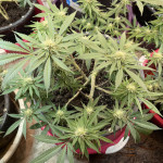 purple-punch-cookies-fem-original-sensible-seeds.jpeg