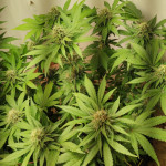 northern-lights-fem-00-seeds.jpg
