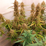 strawberry-gorilla-auto-fem-fastbuds.jpg