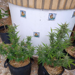 jealousy-z-xl-auto-fem-sweet-seeds.jpg