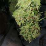bruce-banner-3-fem-blimburn-seeds.jpg