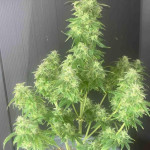 choco-thai-auto-fem-herbies-seeds.jpg