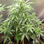 choco-thai-auto-fem-herbies-seeds.jpg