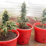 jack-47-auto-sweet-seeds.jpg
