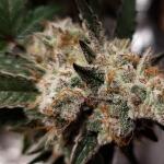 purple-punch-fem-barneys-farm.jpg