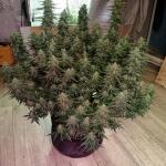 whiskey-zulu-auto-fem-7ch-american.jpg