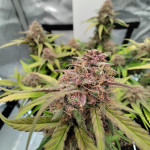 diablo-rojo-xl-auto-fem-sweet-seeds.jpg