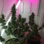 extreme-impact-auto-fem-heavyweight-seeds.JPG