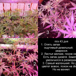 jds-auto-mix-feminized.jpg