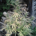 sweet-skunk-auto-fem-sweet-seeds.jpg