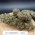 blueberry-hill-fem-herbies-seeds.jpg