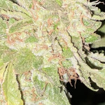notorious-thc-fem-humboldt-seed-company.jpg