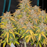 sweet-zenzation-xl-auto-fem-sweet-seeds.jpg