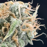 strawberry-cheesecake-auto-fem-humboldt-seed-company.jpg