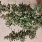 -speed-auto-fem-sweet-seeds.jpg