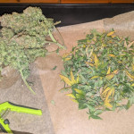 sweet-zenzation-xl-auto-fem-sweet-seeds.jpg