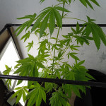 tropicanna-poison-f1-fast-version-fem-sweet-seeds.jpg