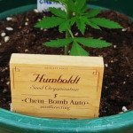 chem-bomb-auto-fem-humboldt-seeds.jpg