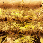 wedding-glue-auto-fem-fastbuds.jpg