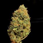 orange-sherbet-ff-fem-fastbuds.jpg