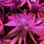 critical-kali-mist-fem-delicious-seeds.jpg