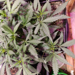 apple-betty-auto-fem-herbies-seeds.jpg