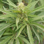 jack-herer-fem-ghs.jpg