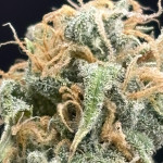 strawberry-cheesecake-auto-fem-humboldt-seed-company.jpg