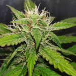 big-devil-xl-auto-sweet-seeds.jpg