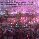 blue-mystic-automatic-nirvana-seeds.jpg